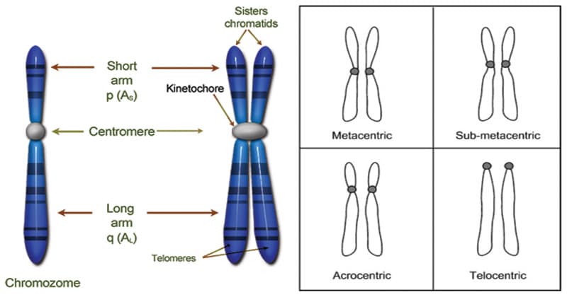 x kromosom hårtab hos mænd